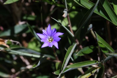 阿里山龍膽