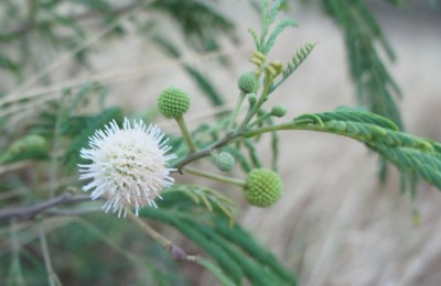 銀合歡的花