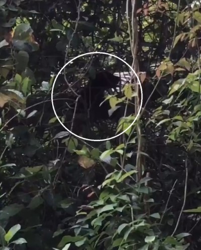 小黑熊所在處