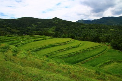 貢寮水梯田-2