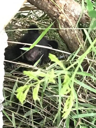 小熊相片
