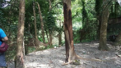 1070803武陵台灣黑熊出沒勘查