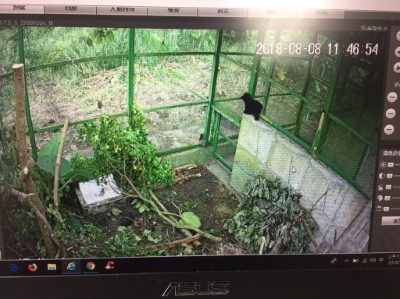 07小熊目前安置於安全環境
