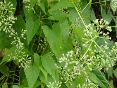 開花結果前移除效果好