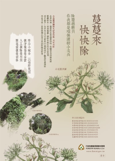 107年小花蔓澤蘭海報