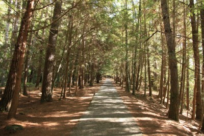 武陵：桃山步道