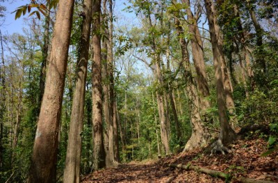 雙溪樹木園大葉桃花心木步道1