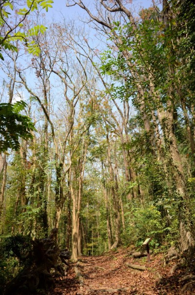 雙溪樹木園大葉桃花心木步道2