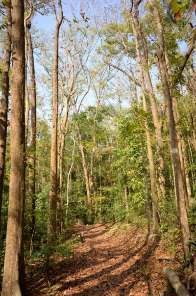 雙溪樹木園大葉桃花心木步道3