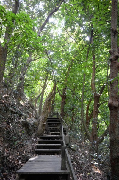 雙溪樹木園巨木群步道