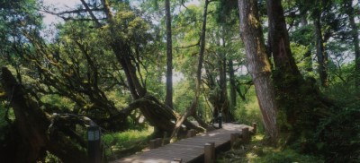太平山原始森林公園
