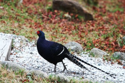 帝雉漫步小笠原山林間
