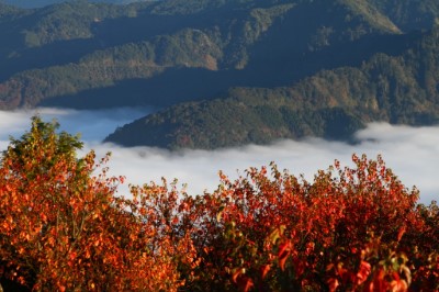 01小笠原山台灣紅榨槭