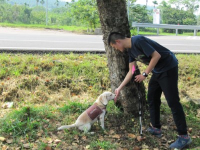 查察疑似褐根病，偵查犬接受發現病症之獎賞