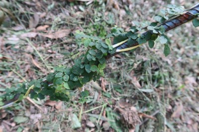 租地注入新活力 臺東林管處輔導林農試辦林下栽培成果豐碩