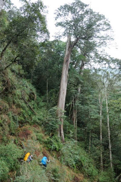 森林護管員組隊深入崇山峻嶺進行巡護