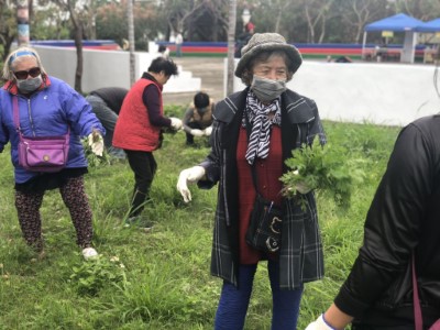 光華社區居民成功辨識並拔除社區草地生長的銀膠菊