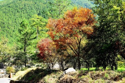 武陵國家森林遊樂區的青楓紅了