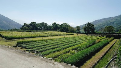 林務局臺東林區管理處之祕境-發現龍泉苗圃之美