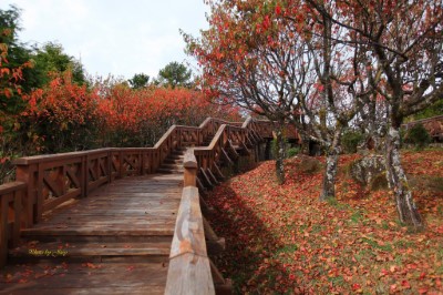 小笠原山楓紅