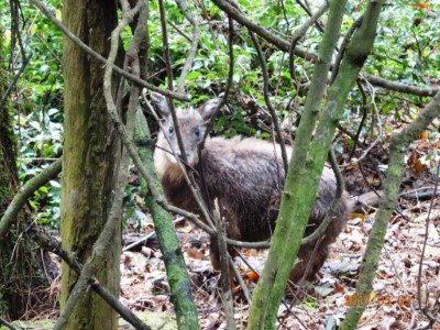 台灣山羊