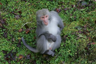 台灣獼猴調整為一般類野生動物