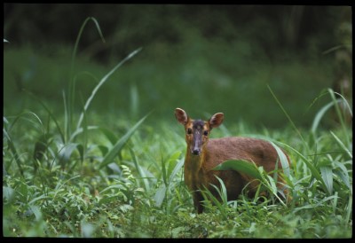 山羌調整為一般類野生動物