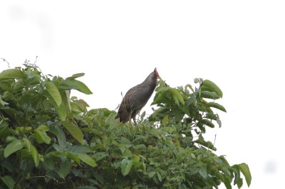 董雞為新增保育類野生動物