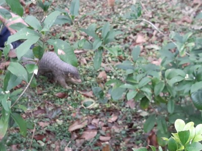穿山甲(在售票處旁的花圃旁)