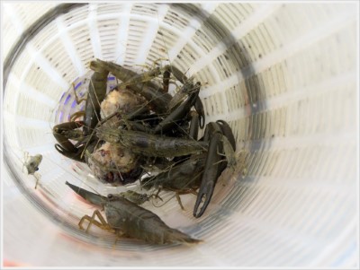 魚筌捕撈成果