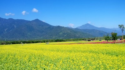 大農大富平地森林園區春節花海2