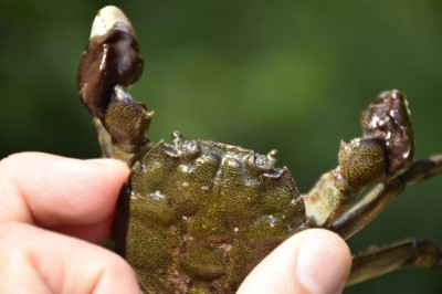 青毛蟹以體色墨綠像青苔色、身體較扁為其特色。（洄瀾風生態有限公司提供）