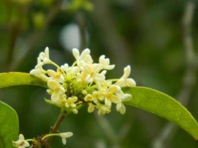 桂花