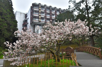 阿里山賓館前櫻花