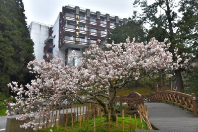 阿里山賓館前櫻花