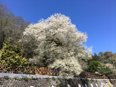 108年3月4日觀霧山莊前方霧社櫻花況