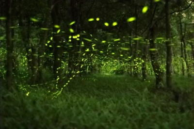 龍貓森林螢火蟲