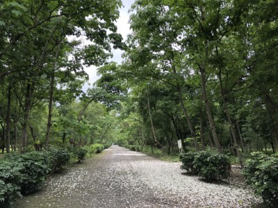 國際森林日活動將在南華林業園區林蔭大道下舉行
