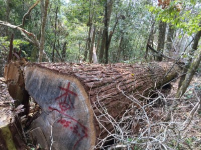 圖4、遭違法砍伐之香杉生立木