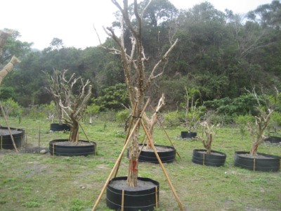 圖7、樹型奇特的七里香常遭盜挖作為園藝奇木