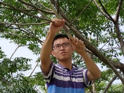 學員認真修樹