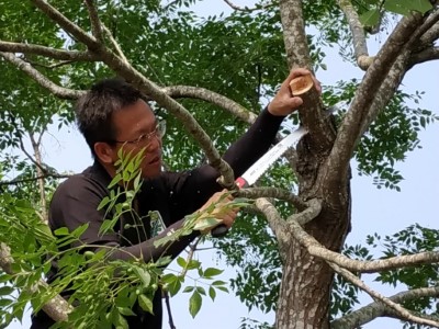 老師示範如何正確的修樹