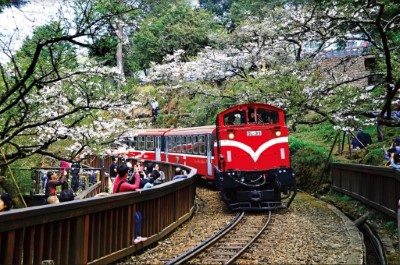 阿里山火車櫻花季(陳坤志攝)