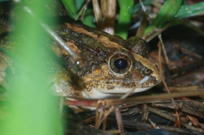澤蛙是水稻田的常客，我們熟悉的青蛙嘓嘓叫，就是他的招牌歌聲。雖然平常以夜間活動為主，但在水稻田裡工作的時候，不難發現躲在草叢或泥巴裡休息的澤蛙唷。