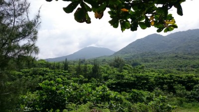 銀合歡移除復育造林後現況