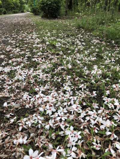 南華林業園區桐雪白花瓣相當討喜(107年實景)