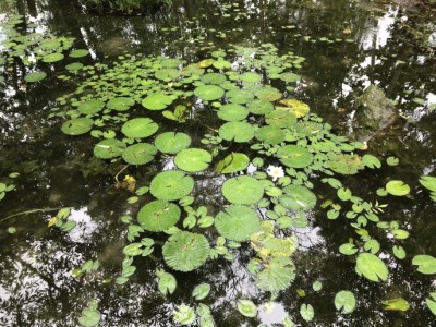 知本國家森林遊樂區自4月15日起~票價調降!