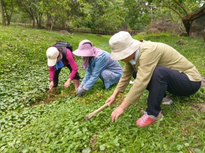 清除錢幣草，還我水道生態