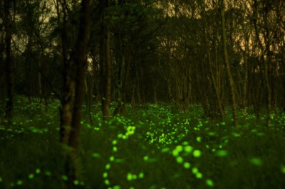 大農大富平地森林園區螢光漫舞