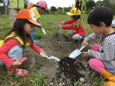 東華附幼種植楓香